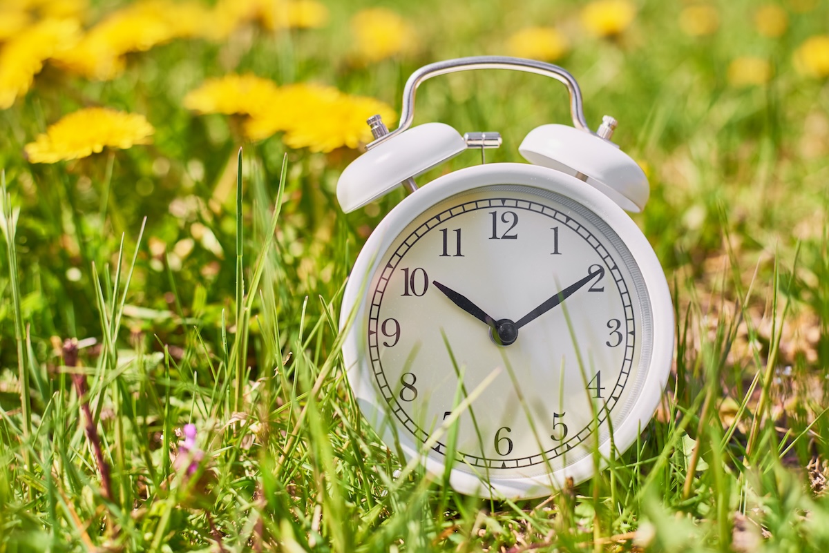 White vintage alarm clock in grass with dandelion flowers.